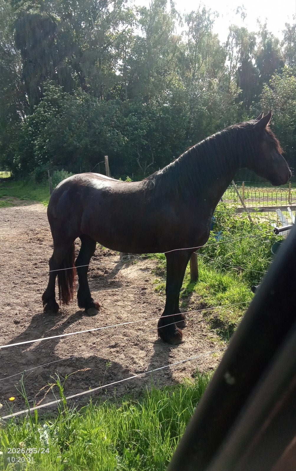 Dringend ruiter, Merrie
