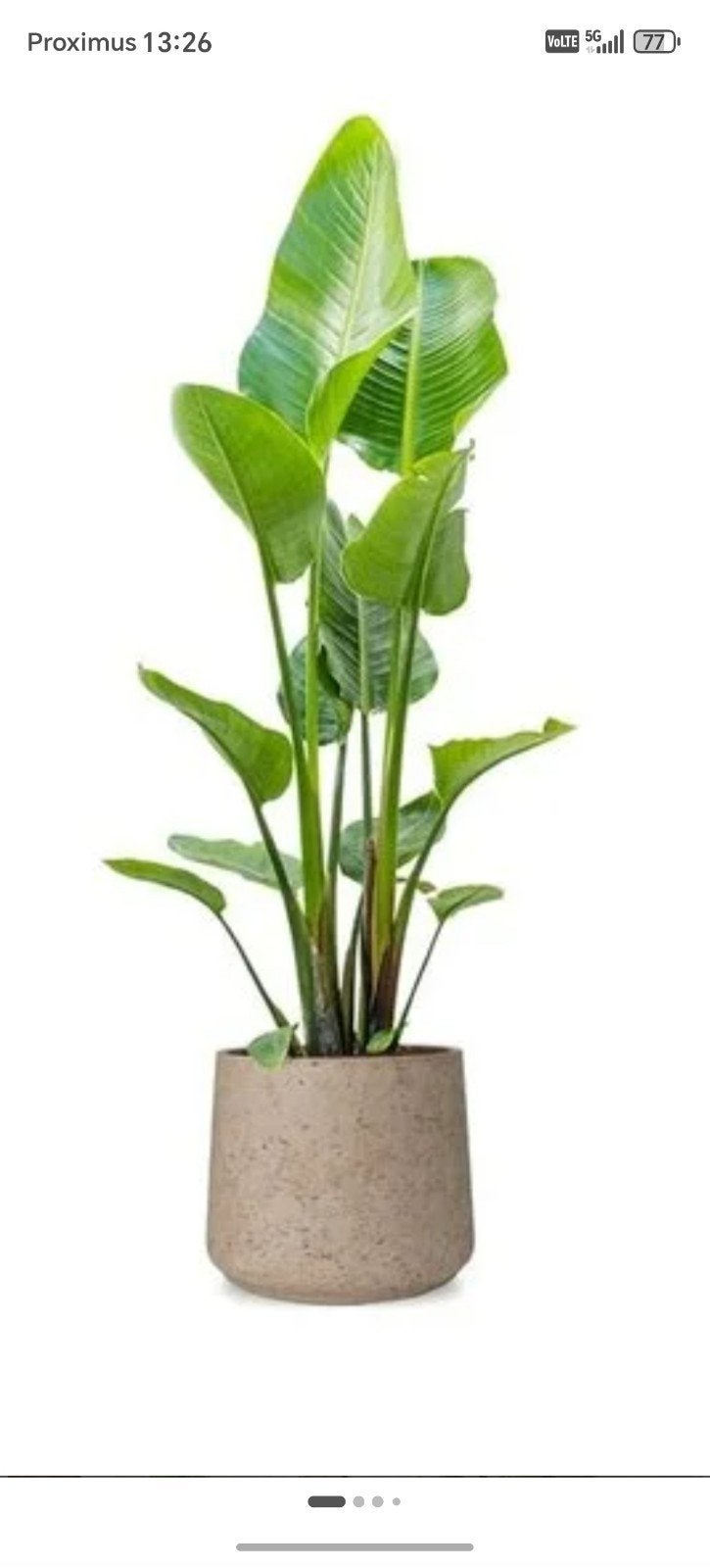 Gezocht gratis planten of bloemen voor in een pot, Ophalen