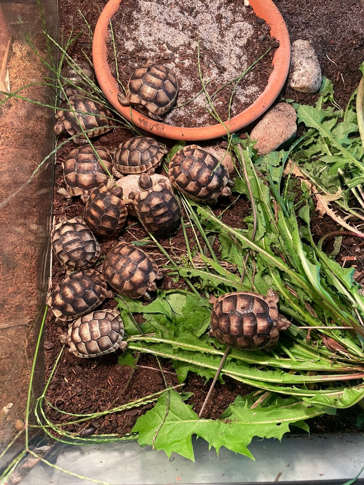 Klokschildpadden of testudo marginata, Dieren en Toebehoren, Schildpad, 0 tot 2 jaar