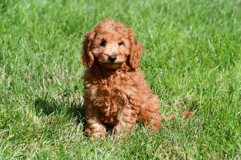 Dwergpoedel pups te koop, Poedel, 15 weken tot 1 jaar, Buitenland, CDV (hondenziekte)