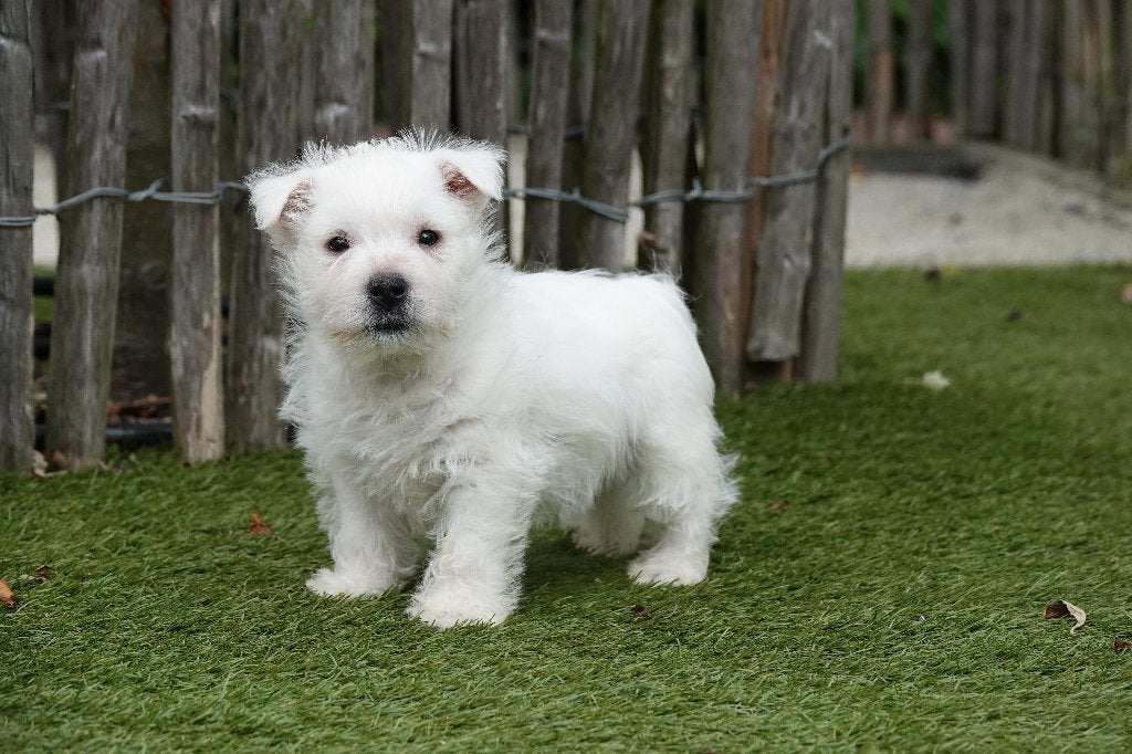 Prachtige West Highland White Terriër (Westie), Parvo, België, Overige rassen, 8 tot 15 weken
