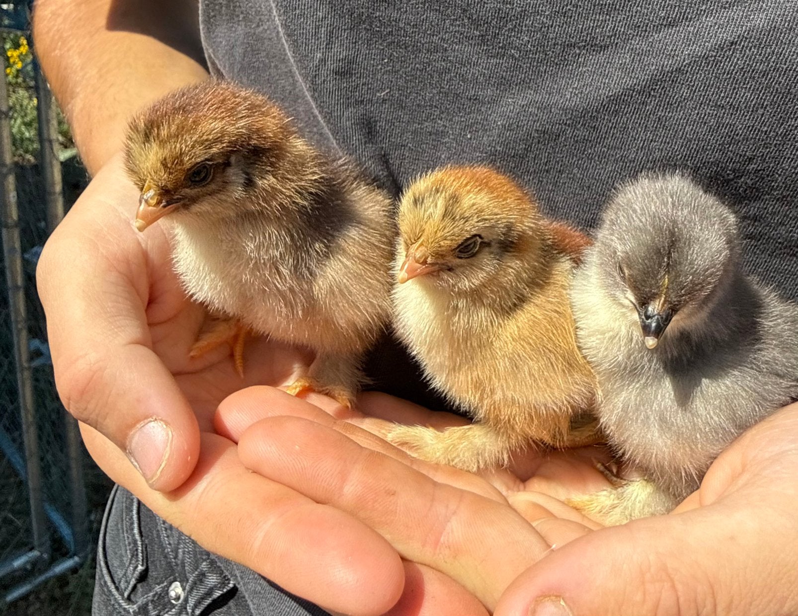 Broedeieren van Cochin kriel, Dieren en Toebehoren, Pluimvee, Kip