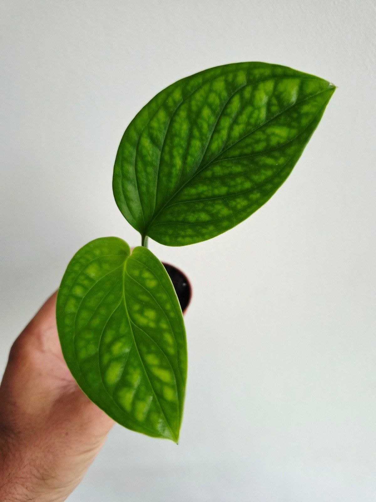 Monstera Pinnatipartita, Autres espèces, En pot, Enlèvement ou Envoi, Moins de 100 cm