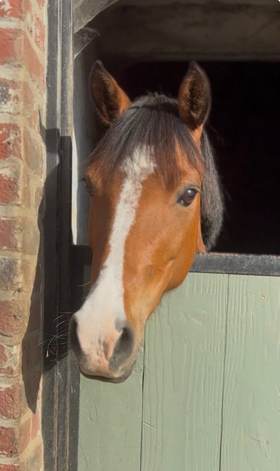 Super C pony, Dieren en Toebehoren, Pony's, Merrie, C pony (1.27m tot 1.37m), Springpony, 7 tot 10 jaar