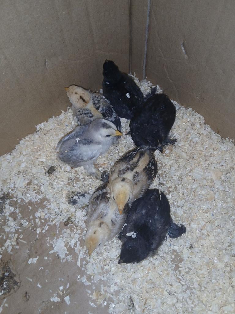 Broedeieren en kuikens ukkelse baardkriel en naakhals, Dieren en Toebehoren