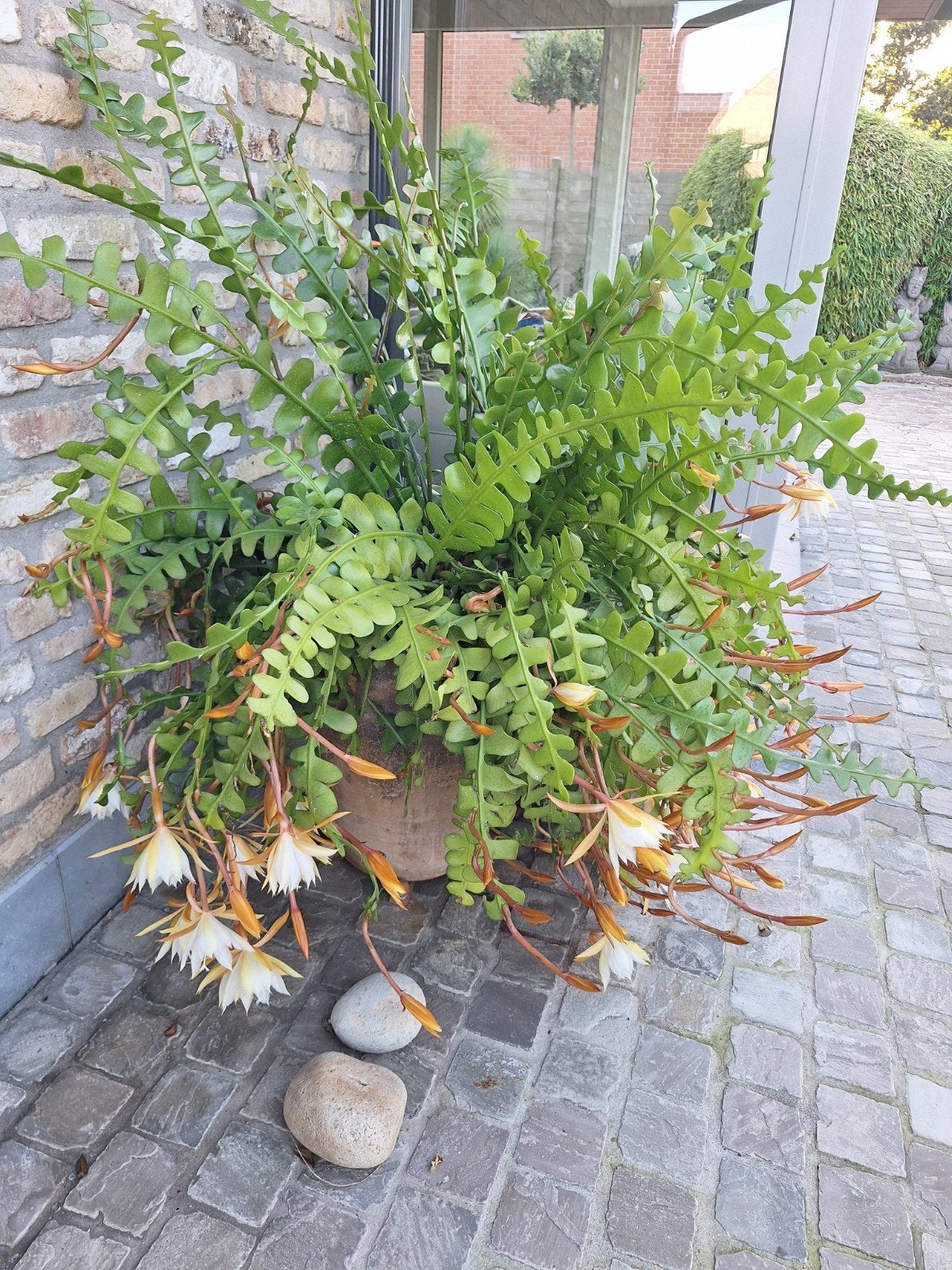 Zaagbladcactus XL in terracotavaas/pot, Tuin en Terras, Ophalen