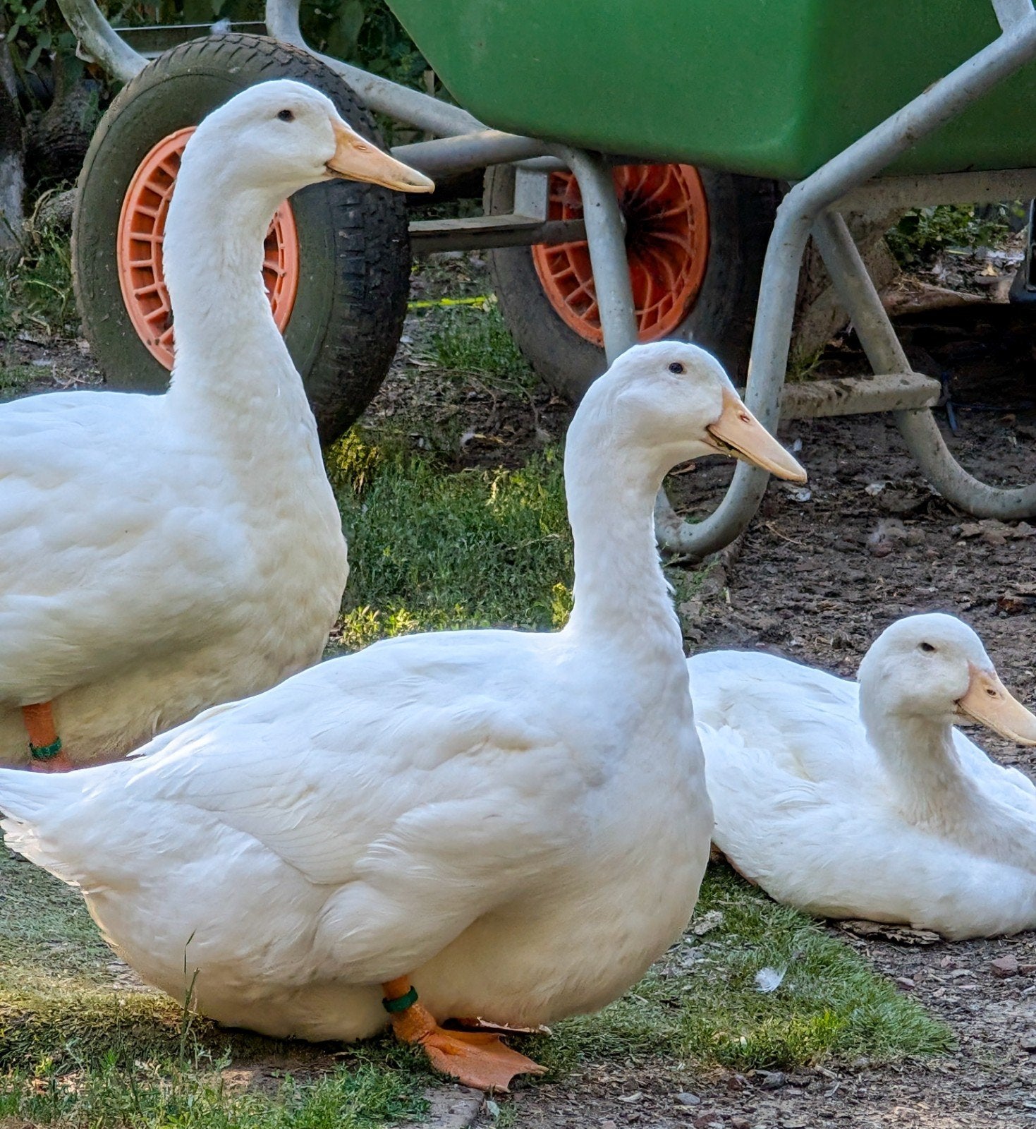 Canards d'Aylesbury, Animaux & Accessoires, Volatiles