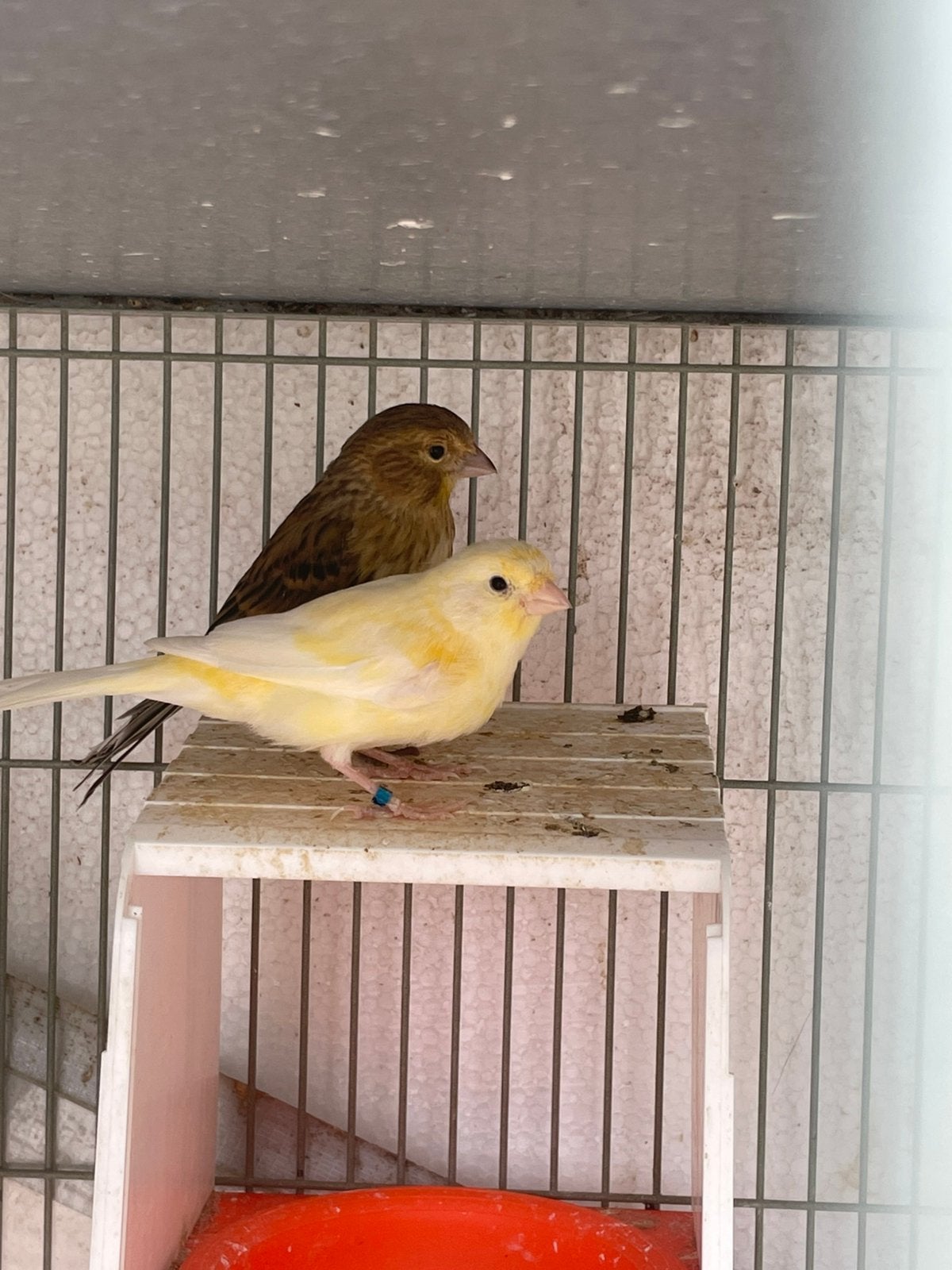 Prachtige kanaries, Dieren en Toebehoren