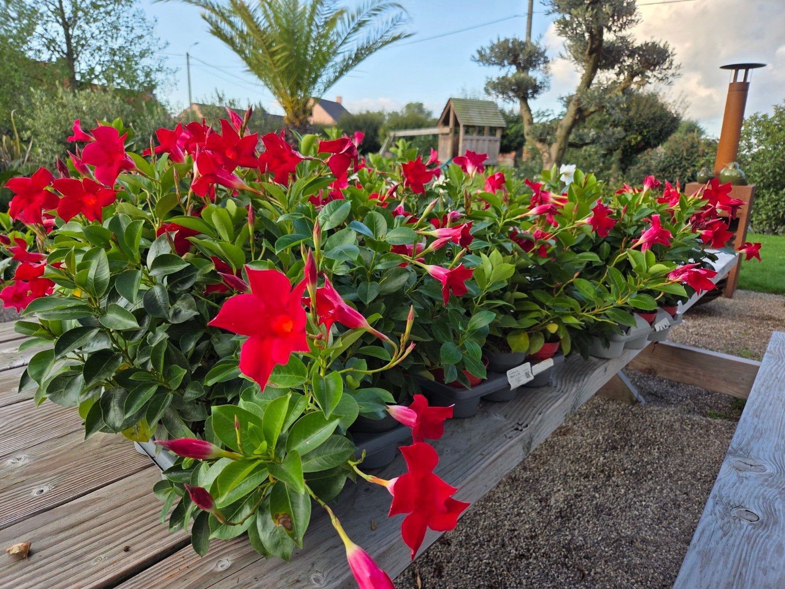Dipladenia's PROMO - Laatste stuks, Tuin en Terras, Ophalen