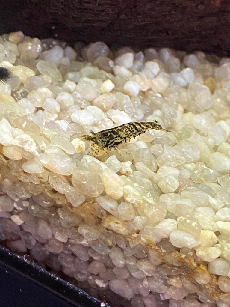 Wildkleur garnalen neocaridina, Enlèvement