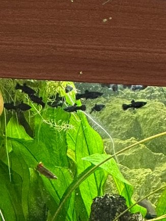 Groep kleine black molly's (+20 stuks), Dieren en Toebehoren, Ophalen, Zo goed als nieuw