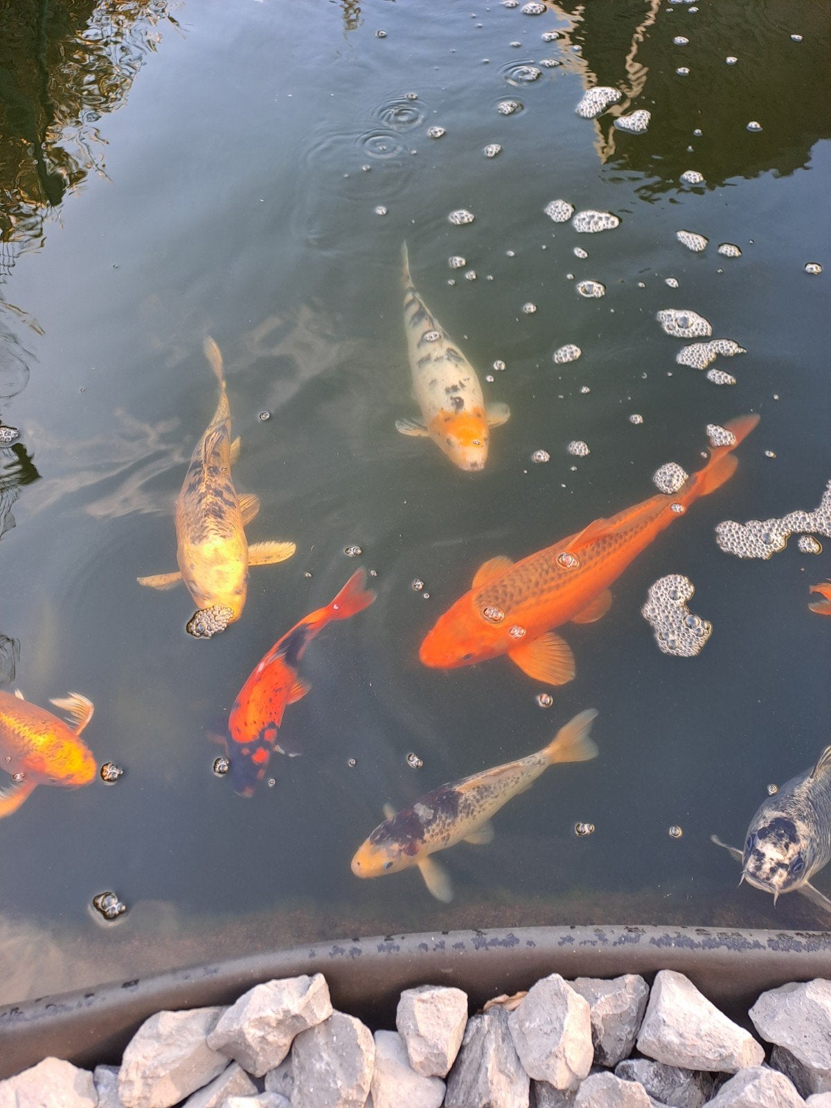 enkele koi's te koop