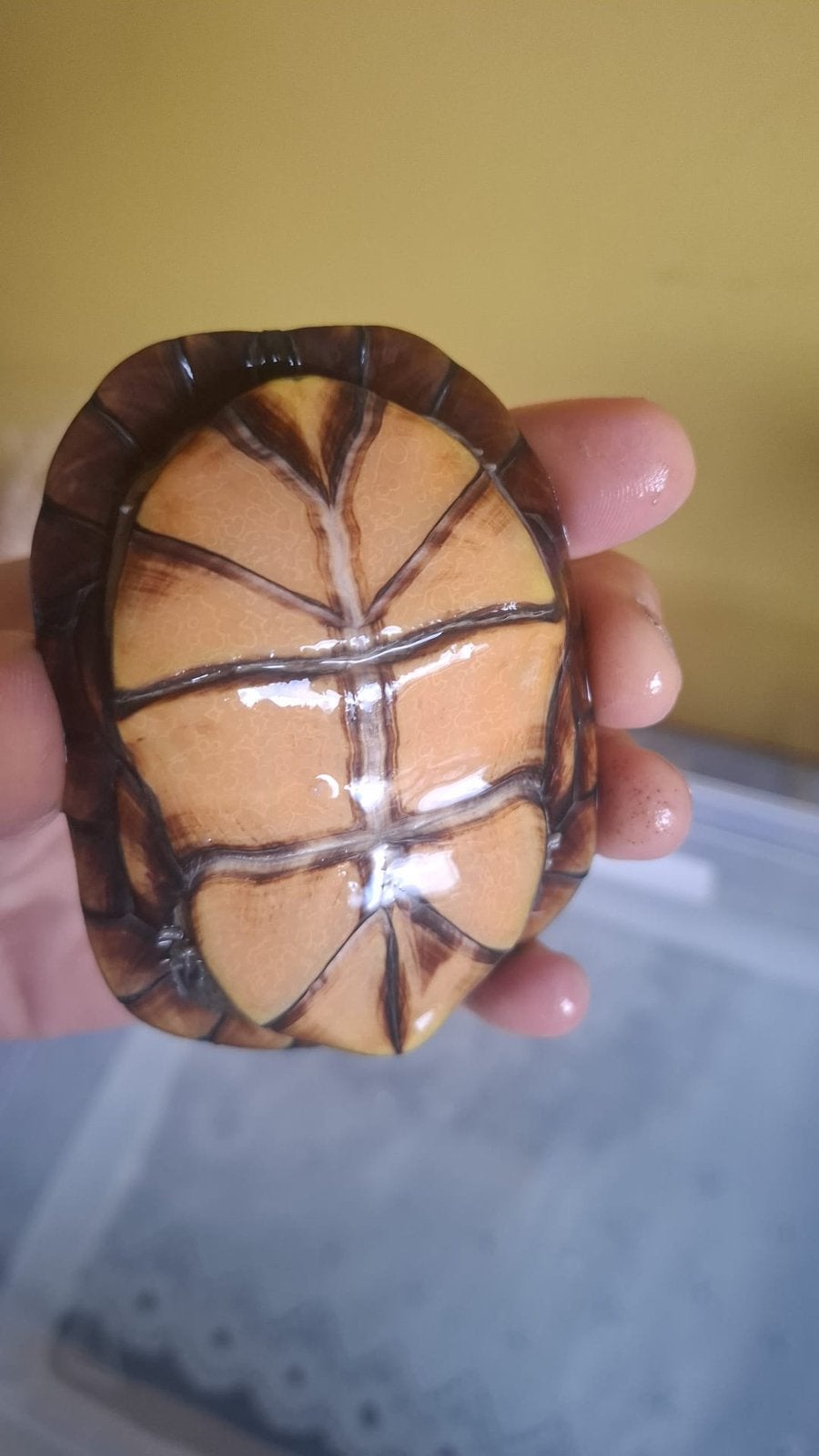kinosternon cruentatum, Schildpad