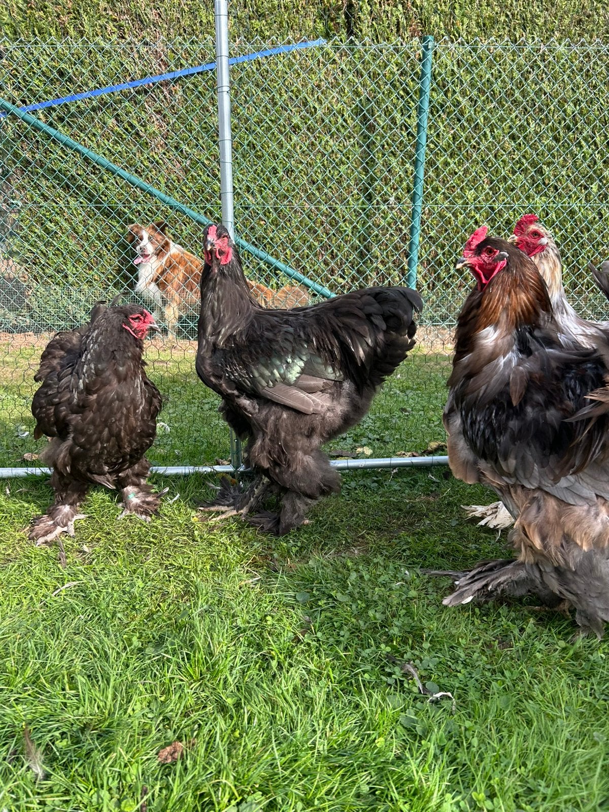 Zwart brahma haan, Dieren en Toebehoren