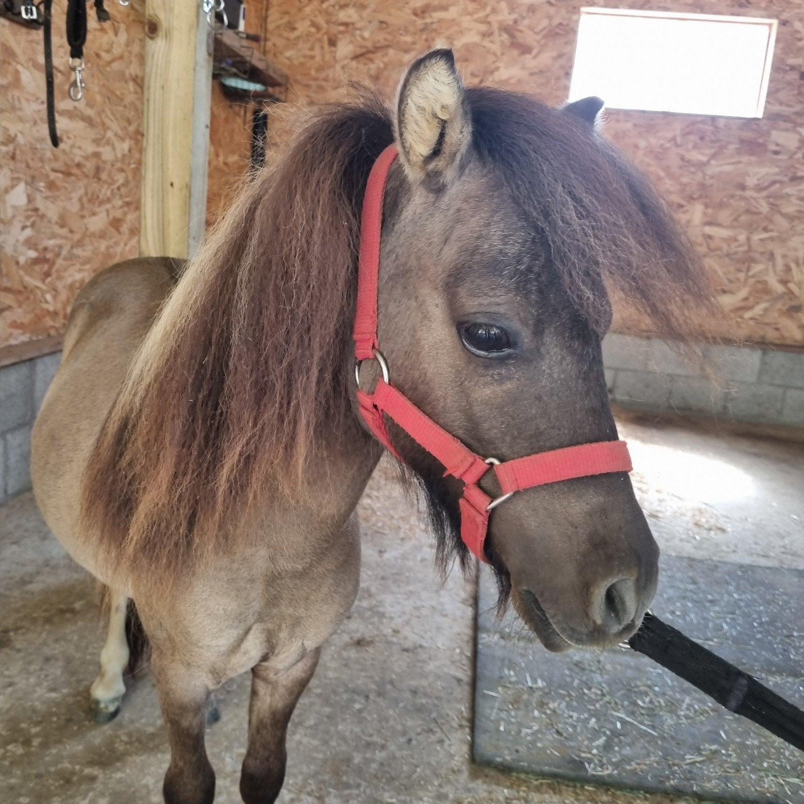 Super knap lief hengstje