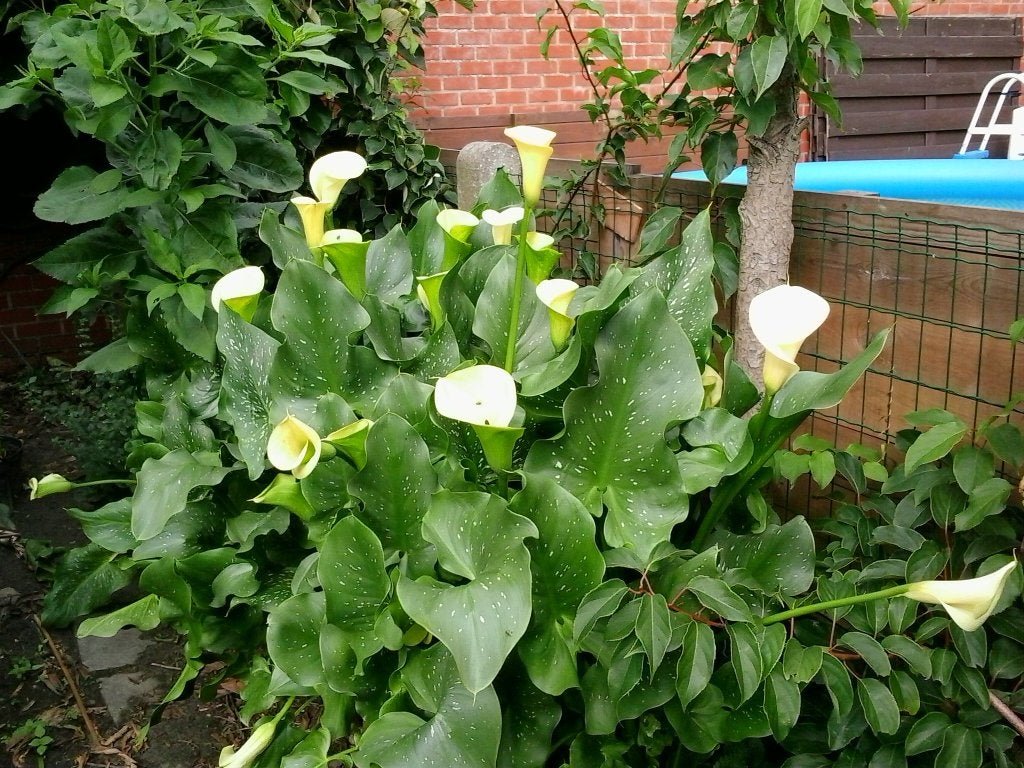 aronskelk calla geel 'black magic', Tuin en Terras, Planten | Tuinplanten, Volle zon, Vaste plant, Zomer, Ophalen