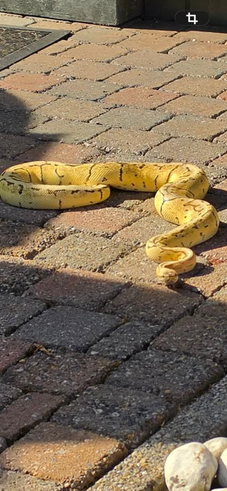 Pastel koningspython llan Ball Python - unknown for sale from Koi
