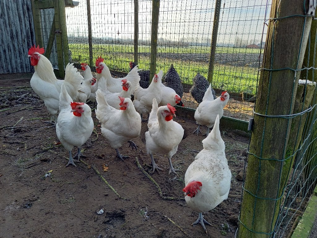 Broedeieren Poule de Bresse, Dieren en Toebehoren, Pluimvee