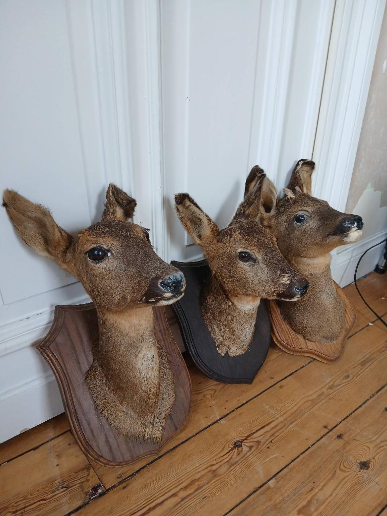 Taxidermie, decoratieve dierenkoppen, Ophalen, Gebruikt, Gewei of Kop