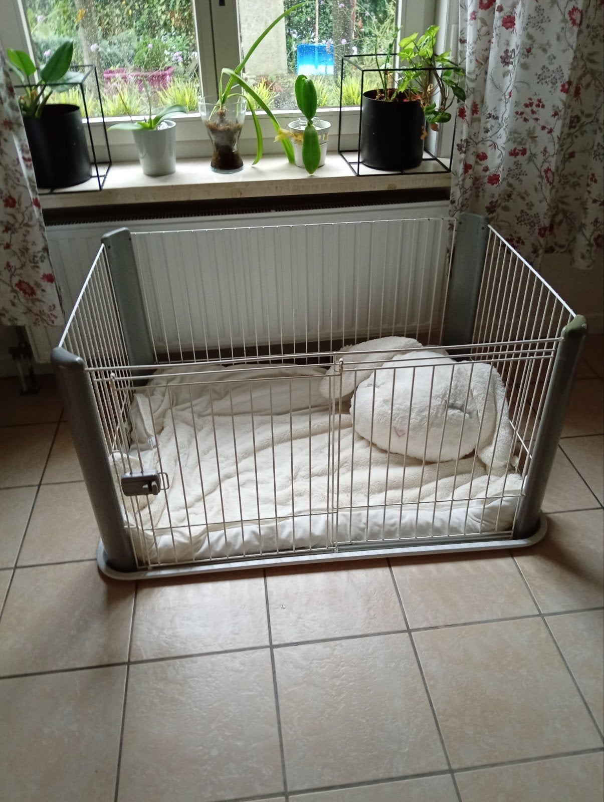 puppyren XL, Dieren en Toebehoren, Ophalen