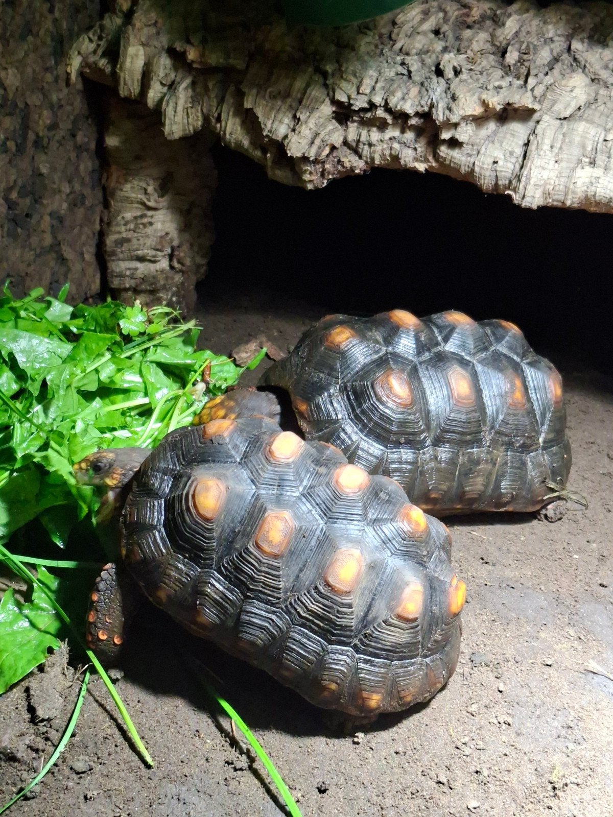landschildpad kolenbrander, Schildpad