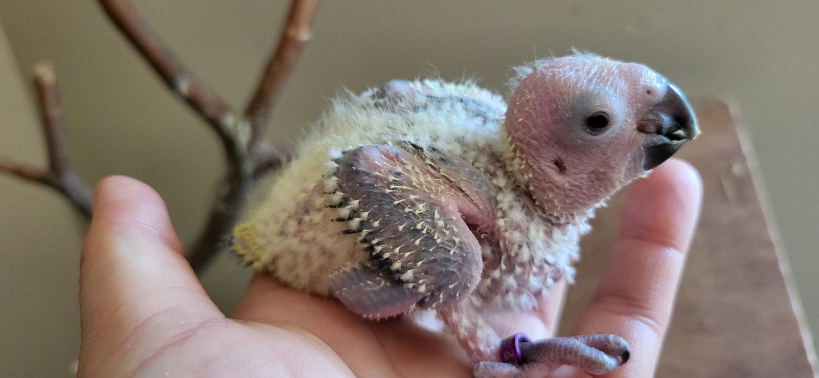 conure soleil, Animaux & Accessoires