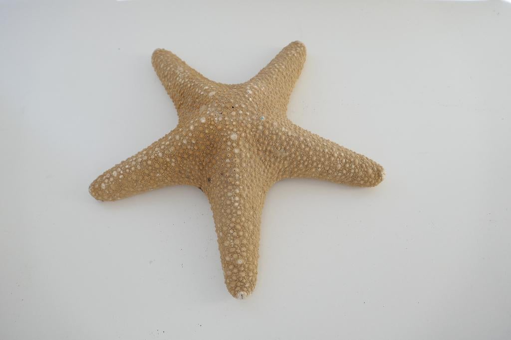 Zeester, geconserveerd, ca 23cm, Ophalen of Verzenden, Schelp(en)