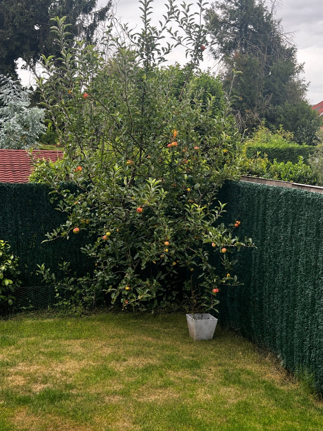 Zelfbestuivende Telstar 6 jaar oud., Tuin en Terras, Planten | Bomen, Ophalen of Verzenden, Zomer, Volle zon, 250 tot 400 cm