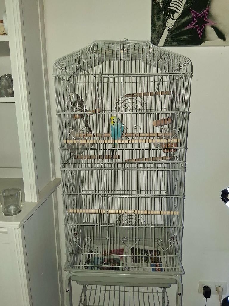 vogelkooi, Enlèvement, Comme neuf, Métal, Cage à oiseaux