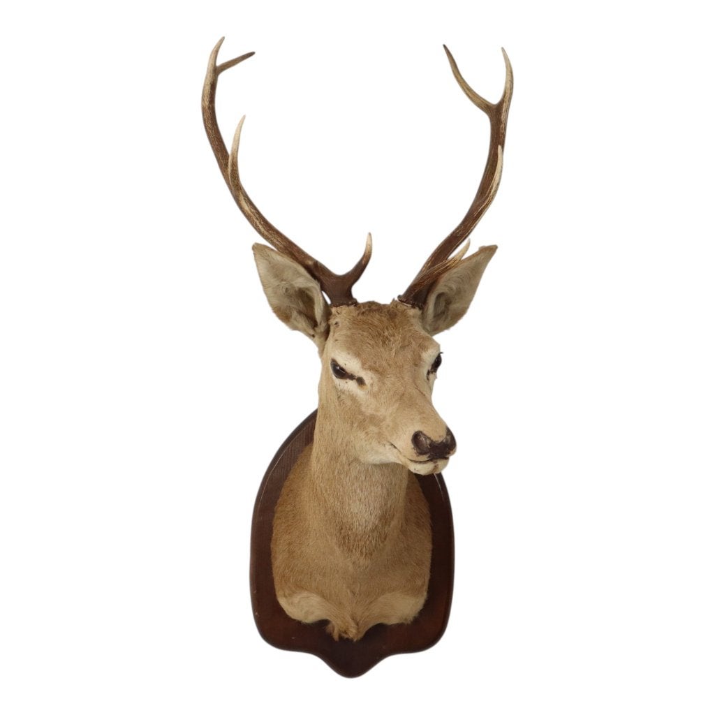 Oude Hertenkop Opgezet Edelhert Met Gewei 8-Ender Taxidermie, Ophalen, Gebruikt, Hert, Gewei of Kop