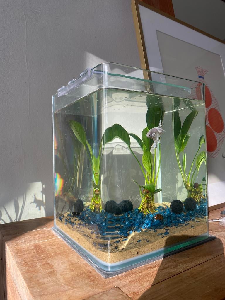 Aquarium, Ophalen, Gebruikt, Leeg aquarium