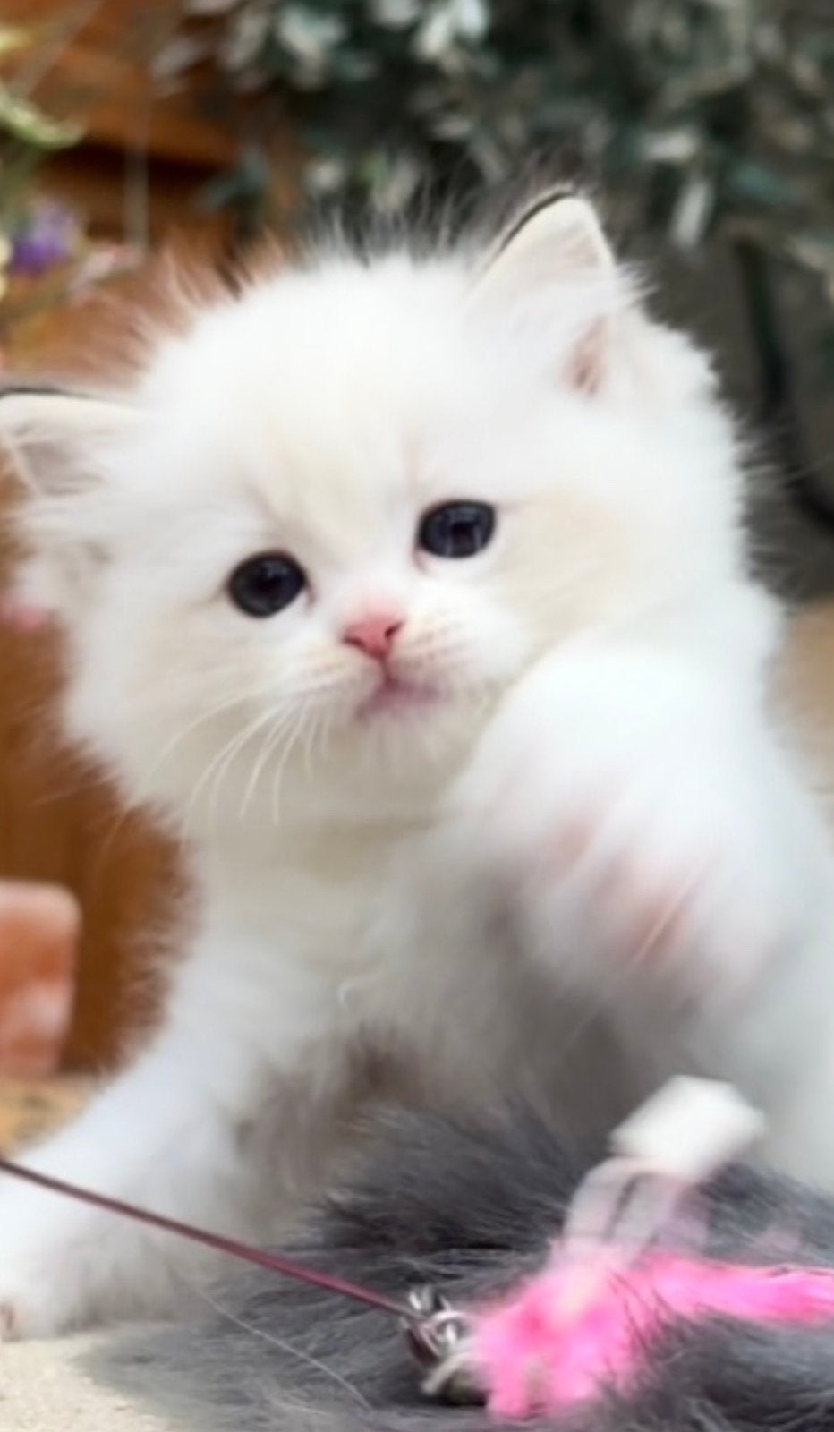️ Bijzonder knap seal lynx bicolor Ragdoll poesje  ️, Chatte ou Chat, À poils longs, 0 à 2 ans