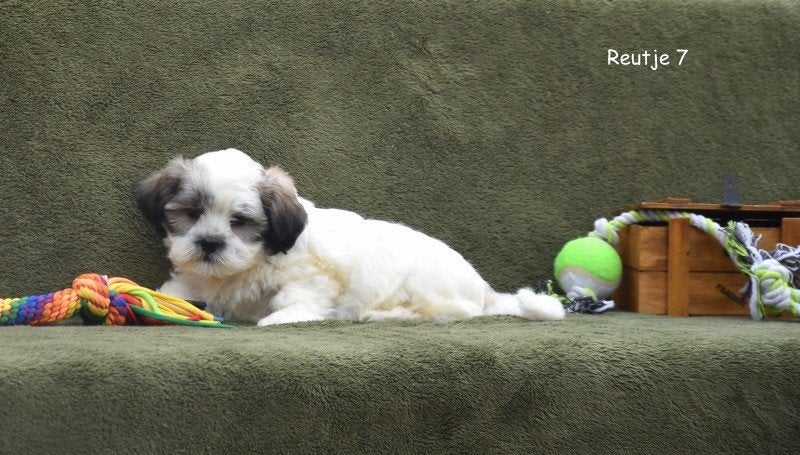 Prachtige Boomertjes, Petit, Maladie de Carré (chiens), Plusieurs, Belgique