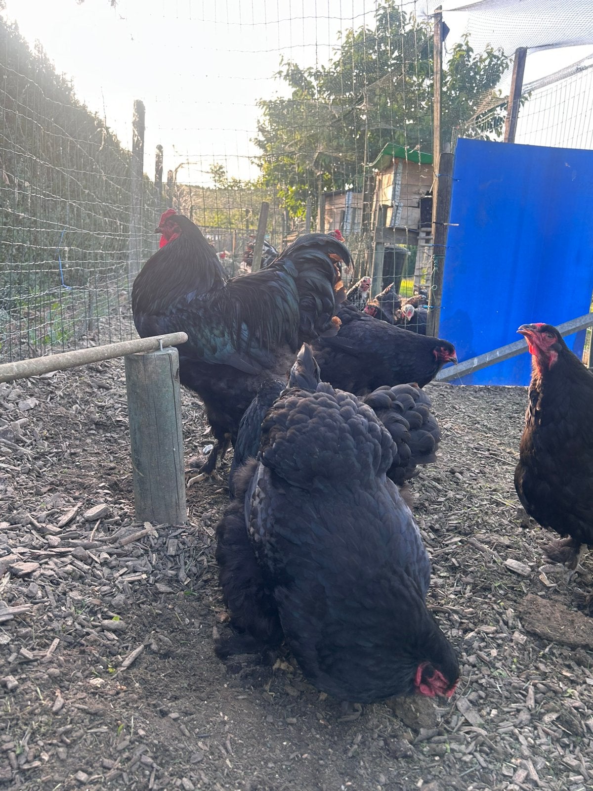 Poules noires Brahma, Femelle, Poule ou poulet