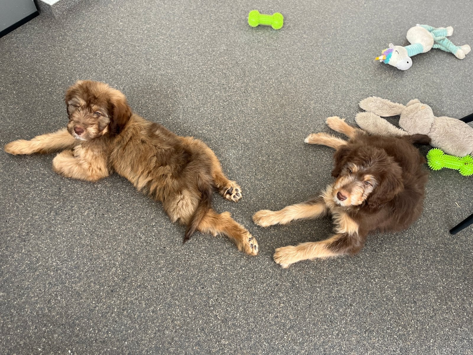 Knappe medium doodle pups (border collie x poedel), Poedel, België, CDV (hondenziekte), 8 tot 15 weken