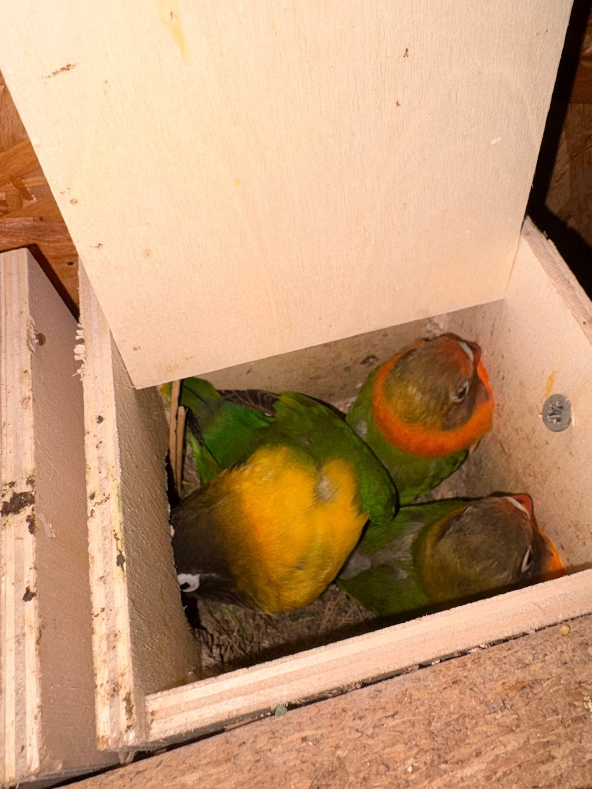 2 jonge agapornissen, Animaux & Accessoires, Oiseaux | Perruches & Perroquets, Perruche, Domestique