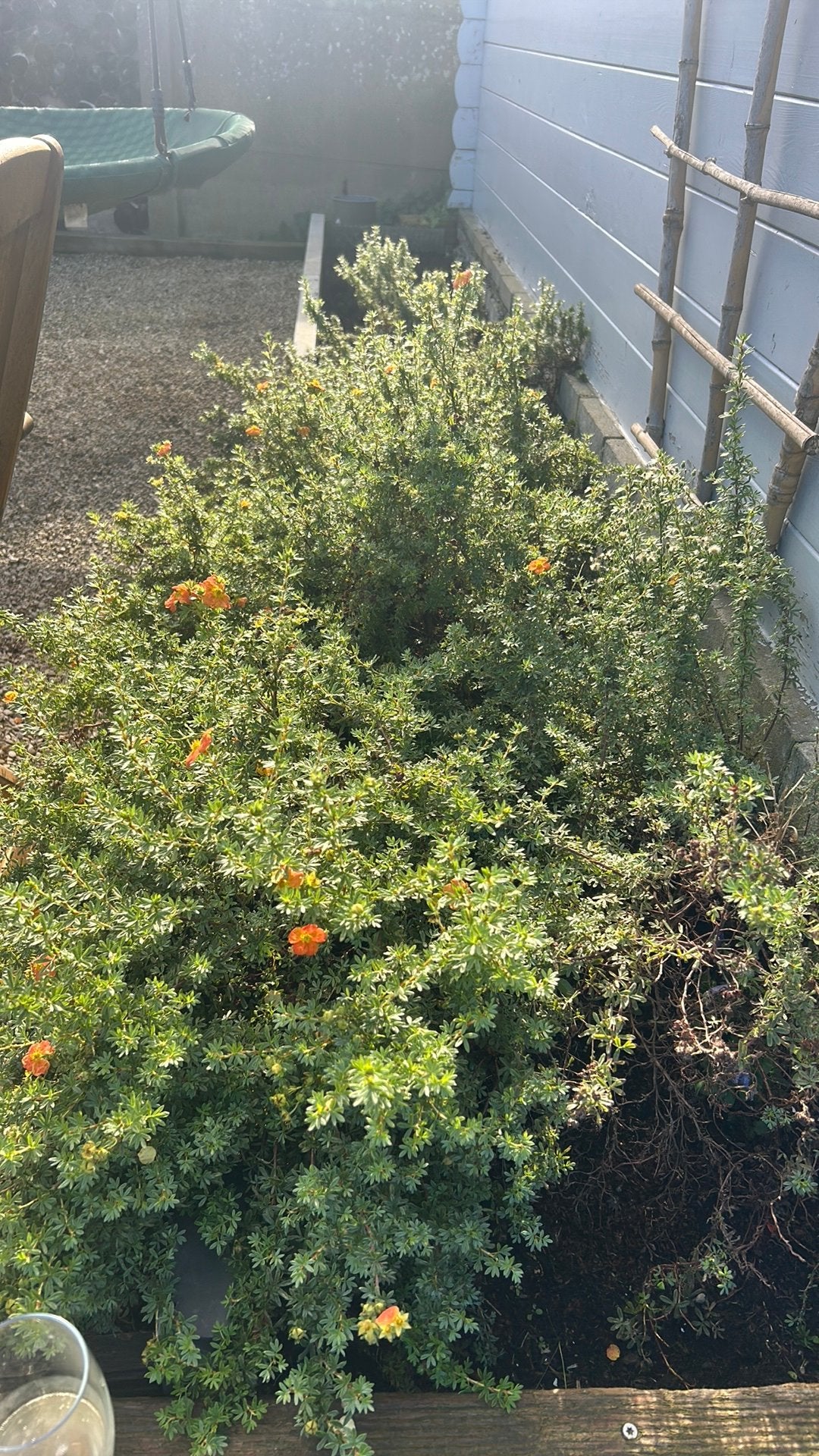 4 plantjes 1 jaar oud, Tuin en Terras, Ophalen, Zomer
