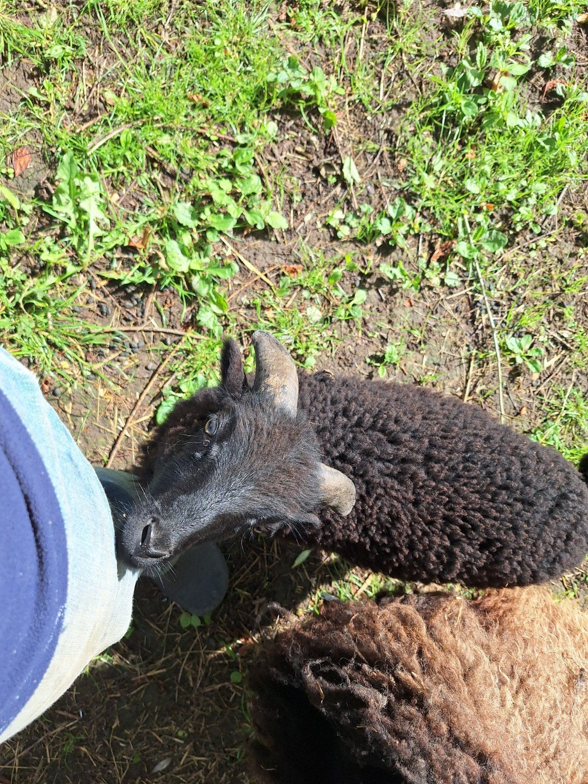 Ouessant ramlam, Dieren en Toebehoren