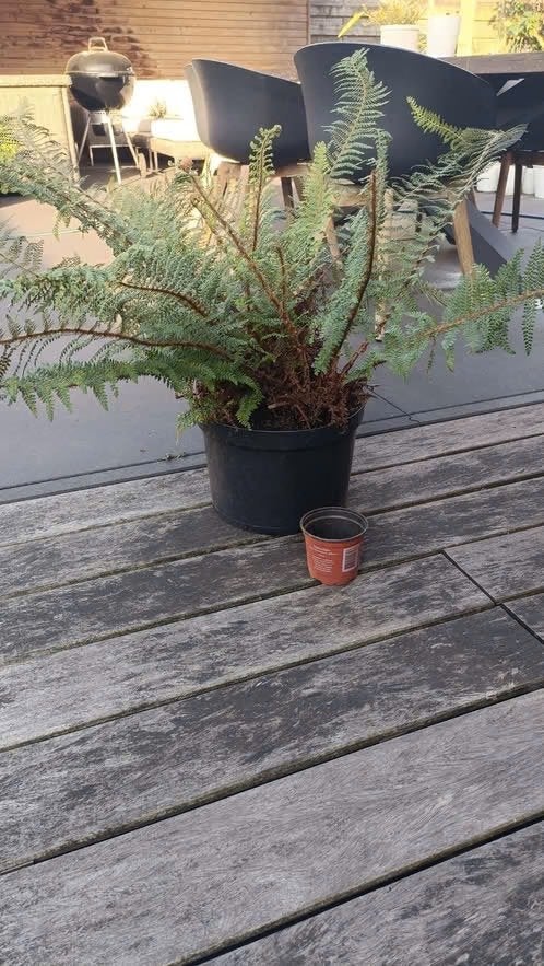1 hele grote pot varen, Tuin en Terras, Planten | Tuinplanten, Ophalen, Vaste plant, Varens, Bloeit niet