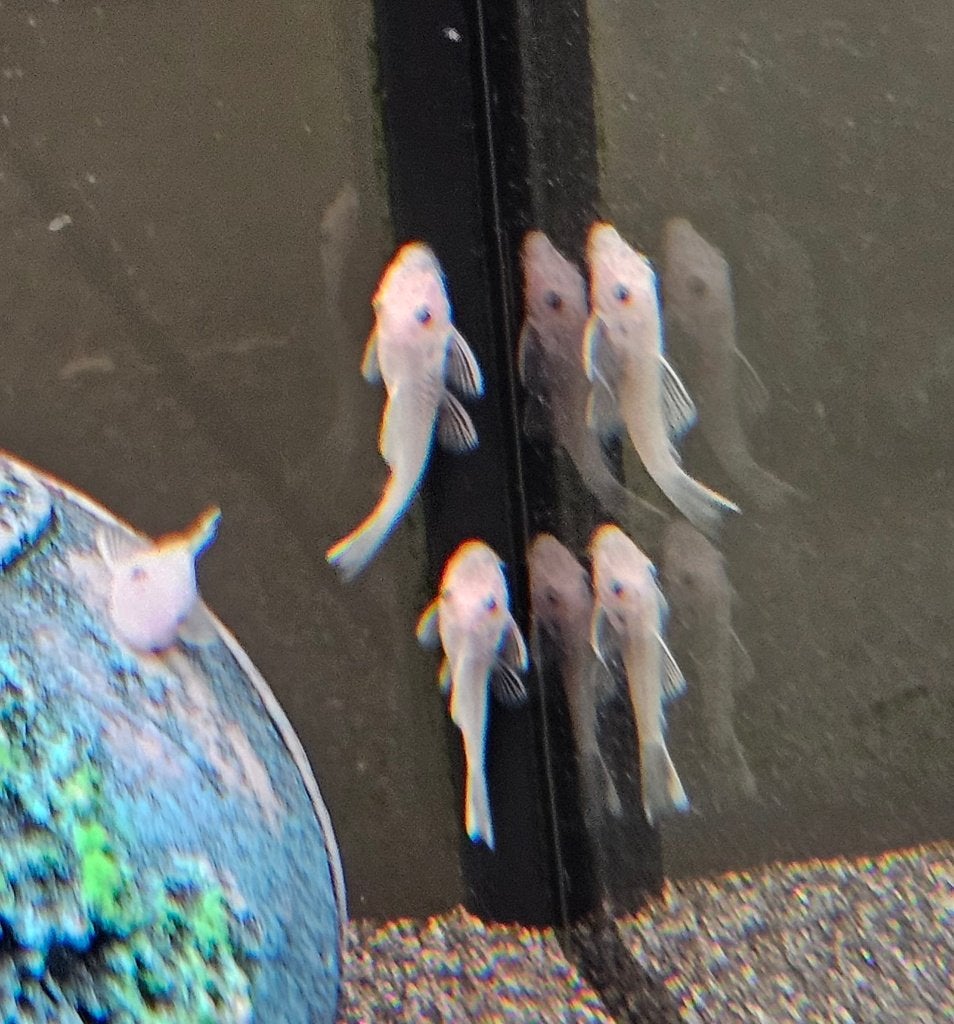 Ancistrussen snow white shortfin L144, Dieren en Toebehoren, Vissen | Aquariumvissen, Vis, Zoetwatervis