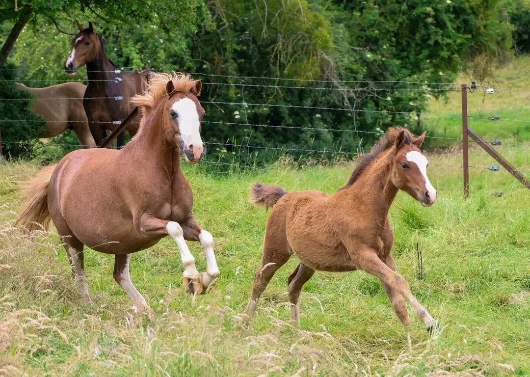 Poulain mâle pp, Animaux & Accessoires, Poneys, M