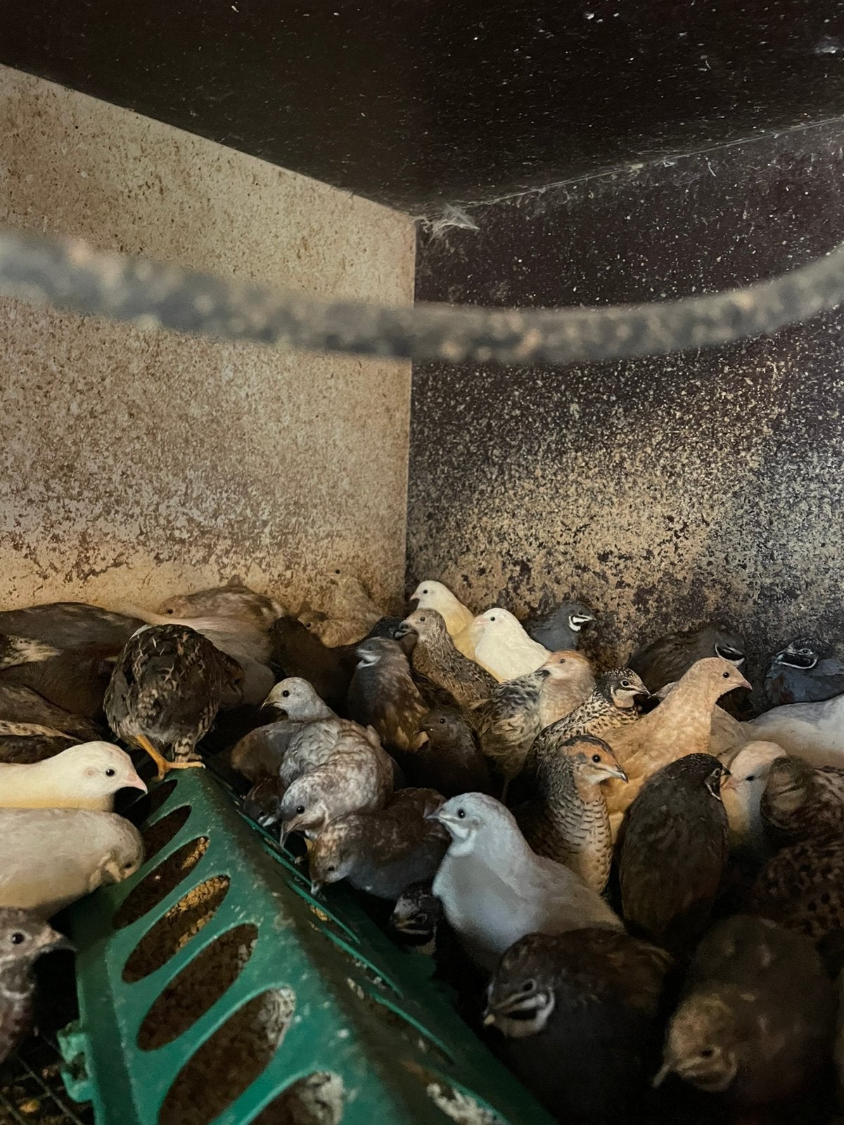 Jonge chinese kwartels, Dieren en Toebehoren, Meerdere dieren, Wildzangvogel, Tam