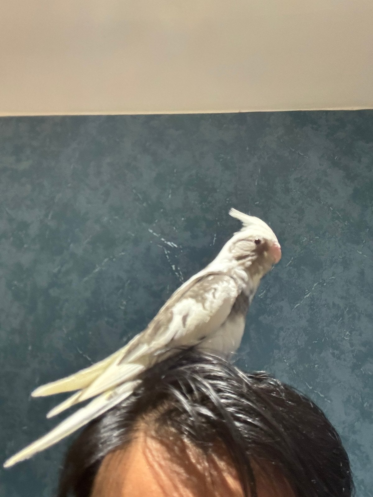 Calopisstte super apprivoisée, Animaux & Accessoires, Oiseaux | Perruches & Perroquets