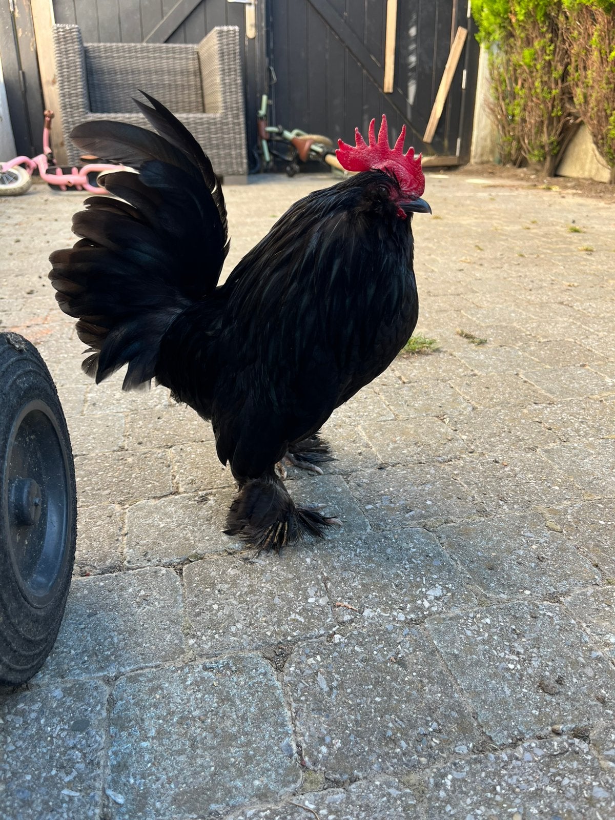 Koppel Ukkelse baardkrielen, Dieren en Toebehoren, Pluimvee