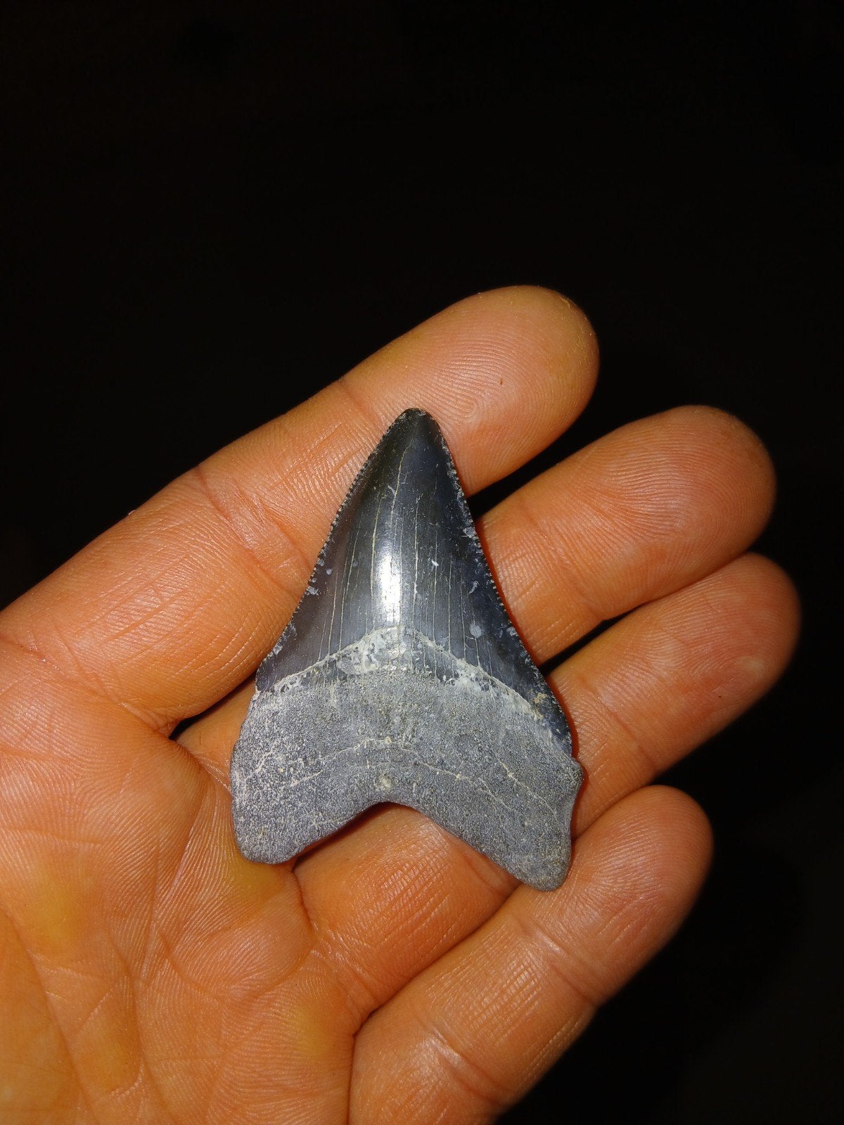 Megalodon tand, Ophalen of Verzenden