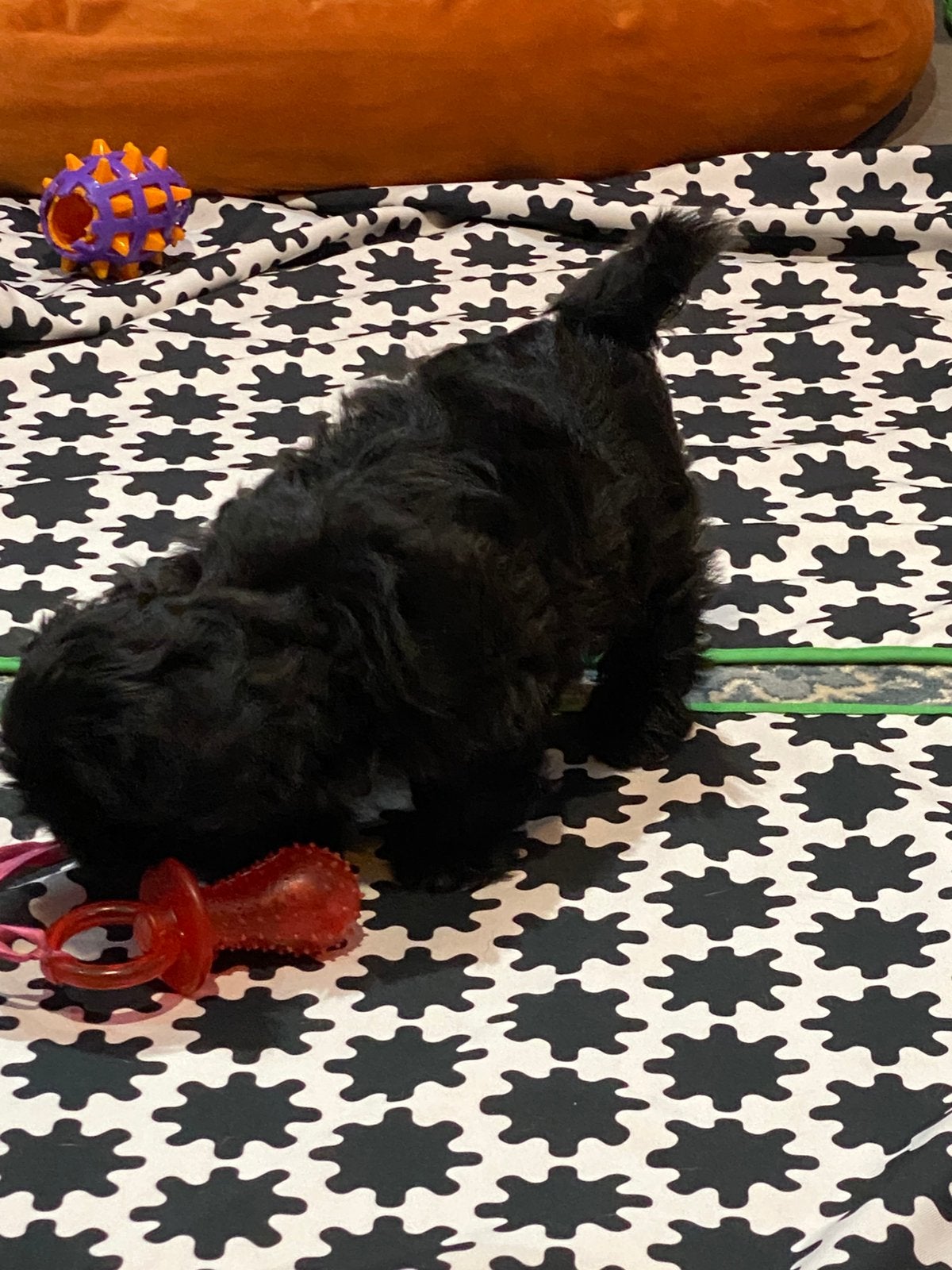 ShihTzu reutjes, Dieren en Toebehoren, Honden | Chihuahua's en Gezelschapshonden, Parvo, België, 15 weken tot 1 jaar, Reu