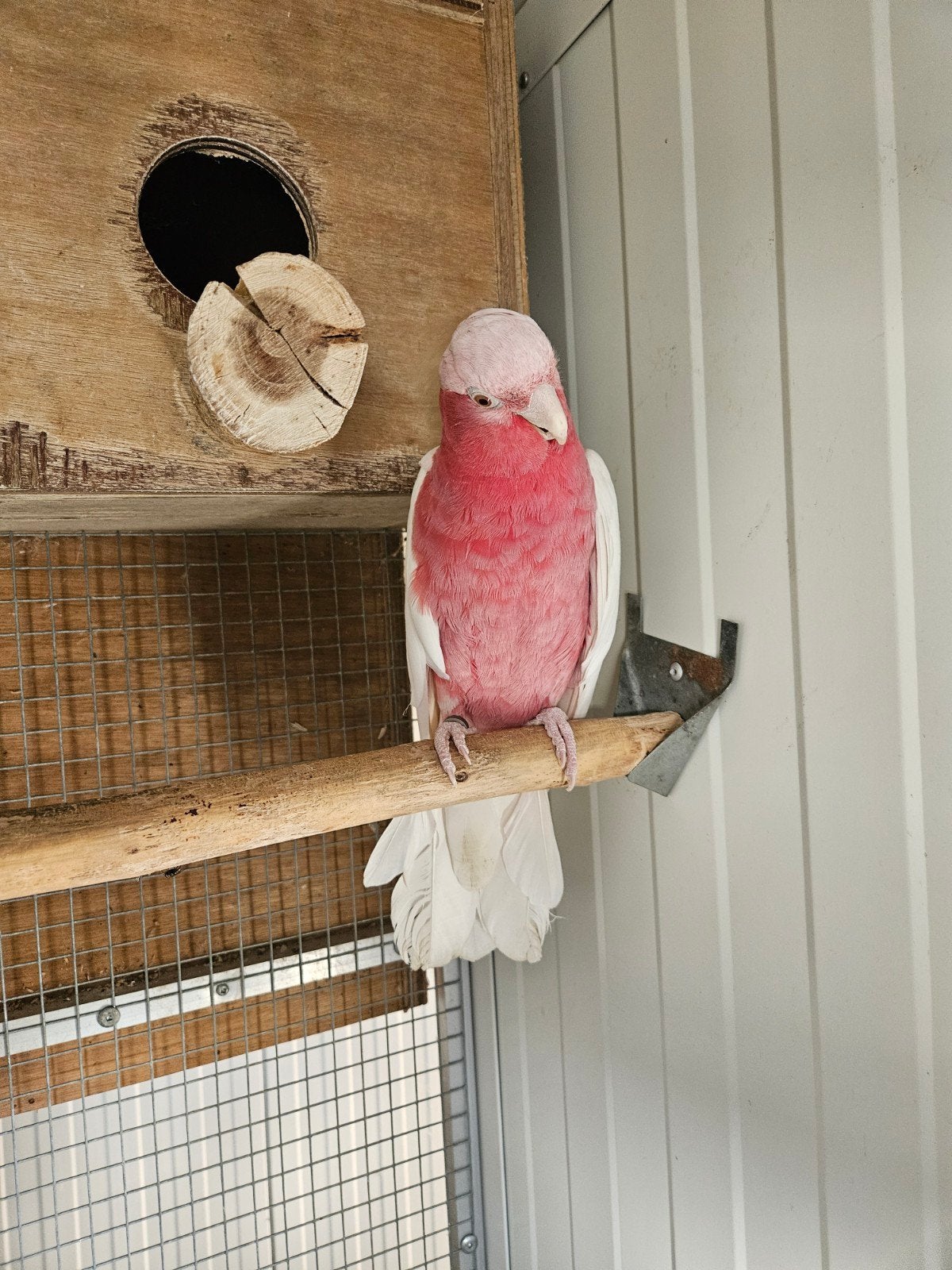 Cacatoès rose, Animaux & Accessoires, Femelle, Perroquet, Bagué