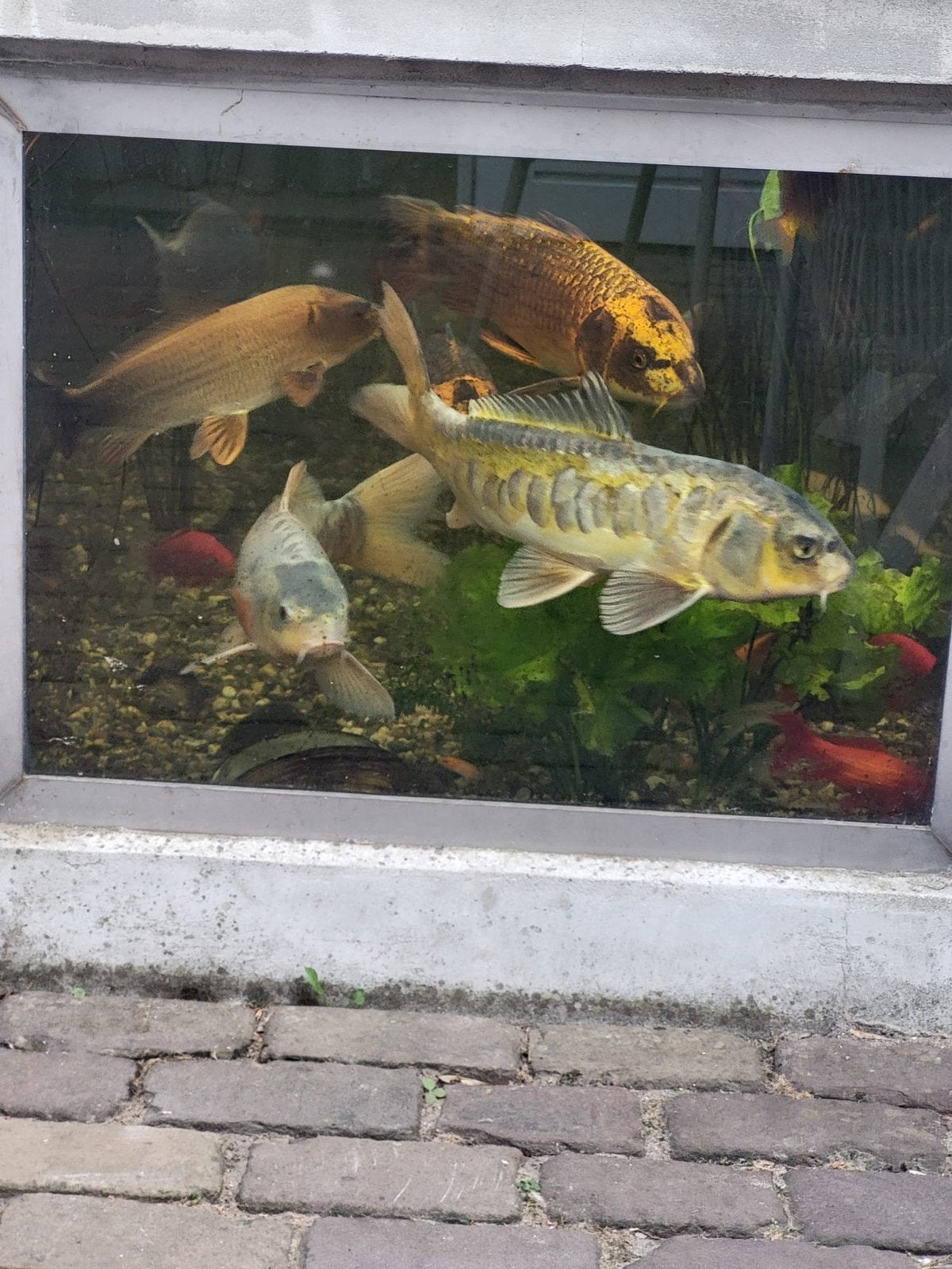 Zeer mooie grote koi’s bieden vanaf €50,- p/st, Animaux & Accessoires, Poissons | Poissons d'étang, Carpe ou Koï