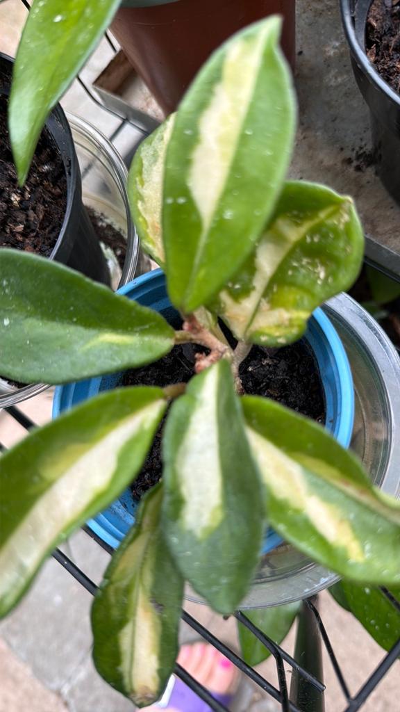 Hoya’s, Enlèvement