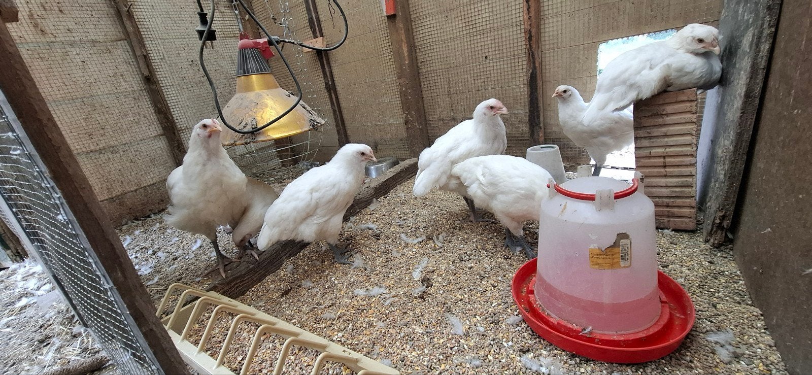 Poules De Bresse, couleur blanche, race pure, Animaux & Accessoires